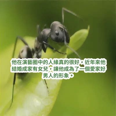 夢見消滅螞蟻|夢見螞蟻